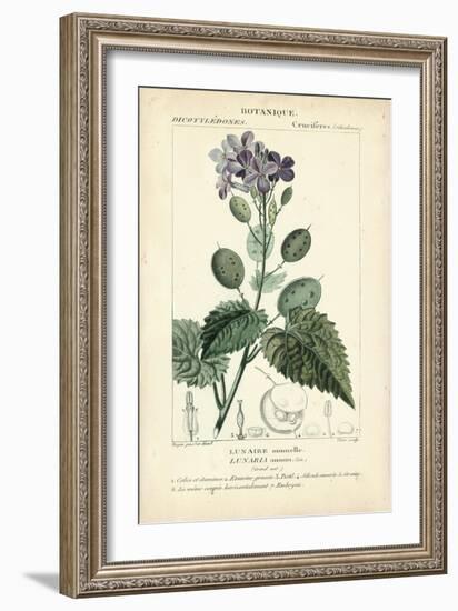 Botanique Study in Lavender III-Turpin-Framed Art Print