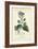 Botanique Study in Lavender III-Turpin-Framed Art Print