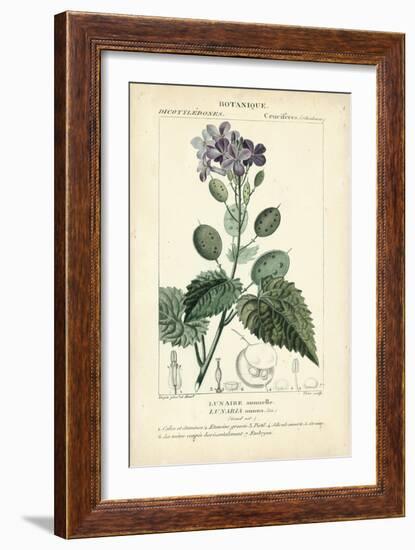 Botanique Study in Lavender III-Turpin-Framed Art Print