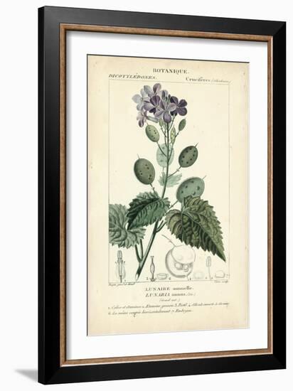 Botanique Study in Lavender III-Turpin-Framed Art Print