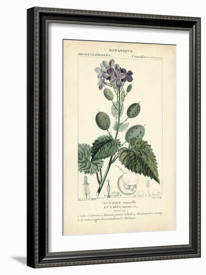 Botanique Study in Lavender III-Turpin-Framed Art Print