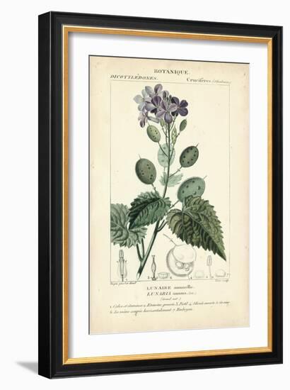 Botanique Study in Lavender III-Turpin-Framed Art Print