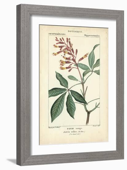 Botanique Study in Pink III-Turpin-Framed Art Print