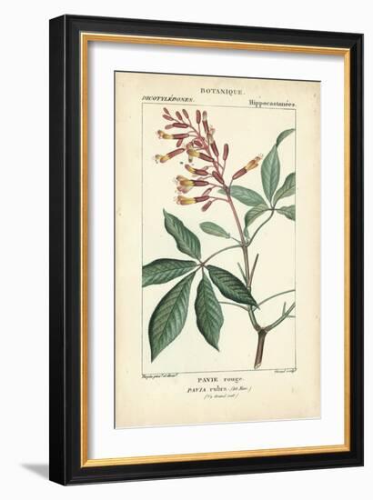 Botanique Study in Pink III-Turpin-Framed Art Print