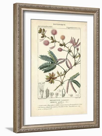 Botanique Study in Pink IV-Turpin-Framed Art Print
