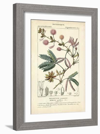 Botanique Study in Pink IV-Turpin-Framed Art Print