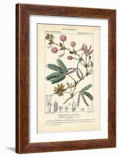 Botanique Study in Pink IV-Turpin-Framed Art Print