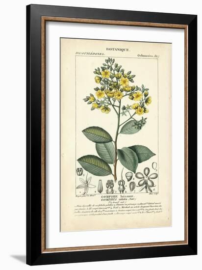 Botanique Study in Yellow II-Turpin-Framed Art Print