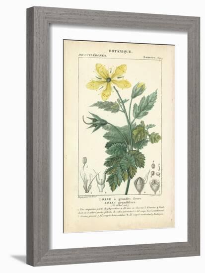 Botanique Study in Yellow IV-Turpin-Framed Art Print