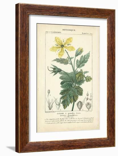 Botanique Study in Yellow IV-Turpin-Framed Art Print