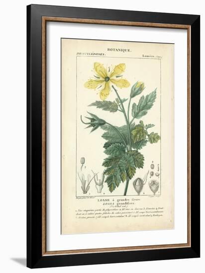 Botanique Study in Yellow IV-Turpin-Framed Art Print