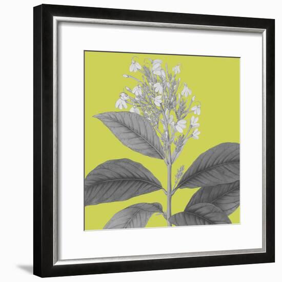 Botaniska V-Maria Mendez-Framed Giclee Print