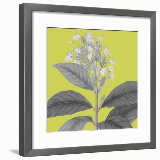 Botaniska V-Maria Mendez-Framed Giclee Print