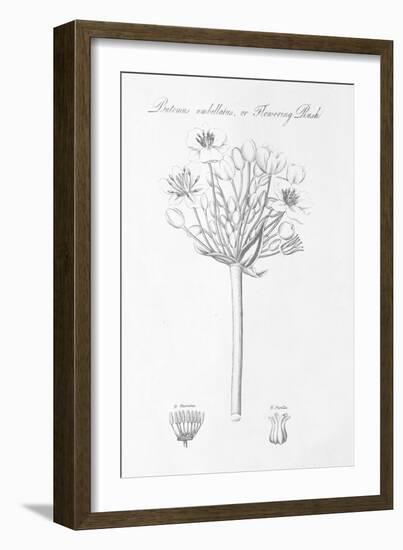 Botany Book VII-Wild Apple-Framed Art Print