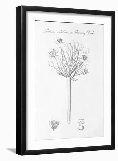 Botany Book VII-Wild Apple-Framed Art Print