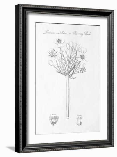 Botany Book VII-Wild Apple-Framed Art Print