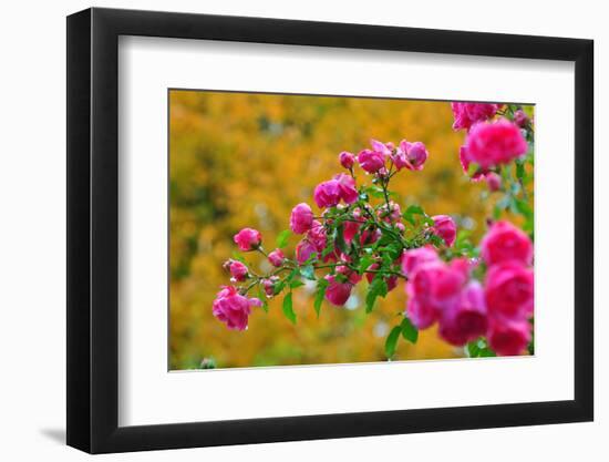 Botany, Dog-Rose-Peter Lehner-Framed Photographic Print