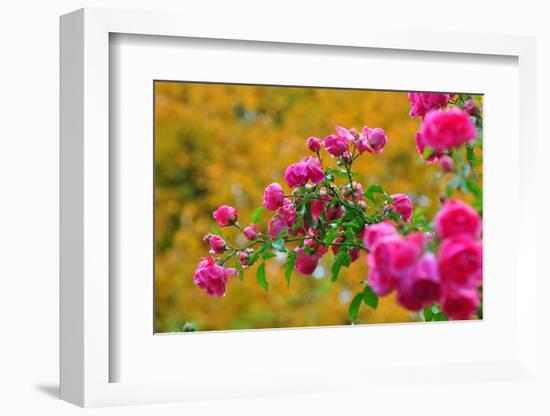 Botany, Dog-Rose-Peter Lehner-Framed Photographic Print