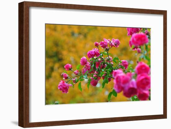 Botany, Dog-Rose-Peter Lehner-Framed Photographic Print