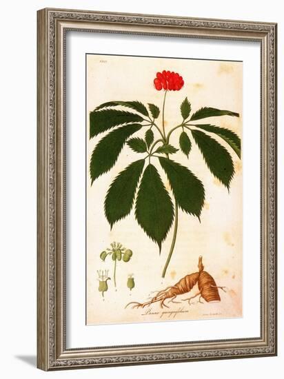 Botany: Ginseng-null-Framed Giclee Print