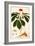 Botany: Ginseng-null-Framed Giclee Print