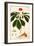 Botany: Ginseng-null-Framed Giclee Print