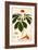 Botany: Ginseng-null-Framed Giclee Print