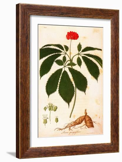 Botany: Ginseng-null-Framed Giclee Print