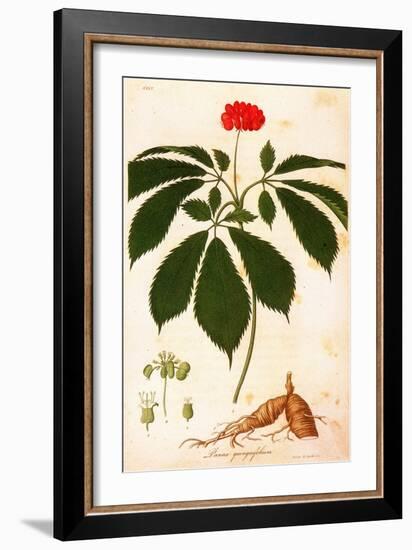 Botany: Ginseng-null-Framed Giclee Print