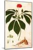 Botany: Ginseng-null-Mounted Giclee Print