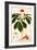 Botany: Ginseng-null-Framed Giclee Print