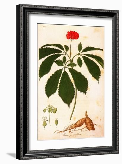 Botany: Ginseng-null-Framed Giclee Print