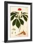 Botany: Ginseng-null-Framed Giclee Print