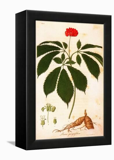 Botany: Ginseng-null-Framed Premier Image Canvas