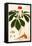 Botany: Ginseng-null-Framed Premier Image Canvas