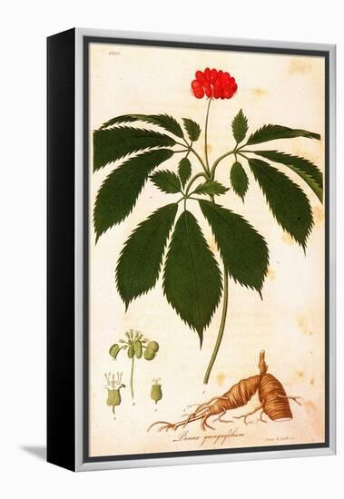 Botany: Ginseng-null-Framed Premier Image Canvas