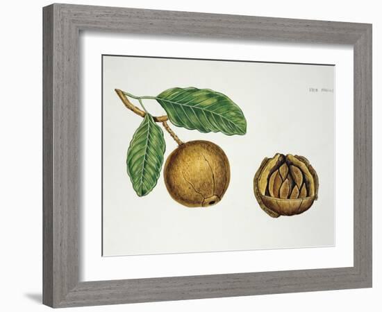 Botany, Lecythidaceae, Fruit of the Brazil Nut Bertholletia Excelsa, Cross-Section-null-Framed Giclee Print