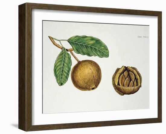 Botany, Lecythidaceae, Fruit of the Brazil Nut Bertholletia Excelsa, Cross-Section-null-Framed Giclee Print