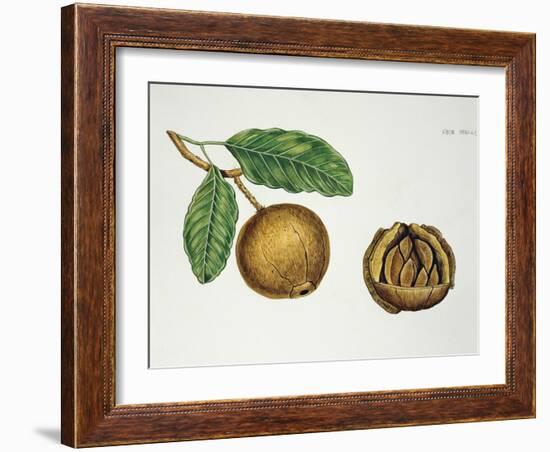 Botany, Lecythidaceae, Fruit of the Brazil Nut Bertholletia Excelsa, Cross-Section-null-Framed Giclee Print