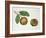 Botany, Lecythidaceae, Fruit of the Brazil Nut Bertholletia Excelsa, Cross-Section-null-Framed Giclee Print