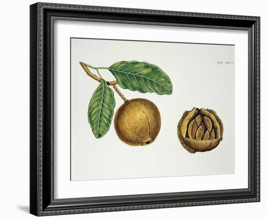 Botany, Lecythidaceae, Fruit of the Brazil Nut Bertholletia Excelsa, Cross-Section-null-Framed Giclee Print