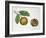 Botany, Lecythidaceae, Fruit of the Brazil Nut Bertholletia Excelsa, Cross-Section-null-Framed Giclee Print