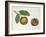 Botany, Lecythidaceae, Fruit of the Brazil Nut Bertholletia Excelsa, Cross-Section-null-Framed Giclee Print