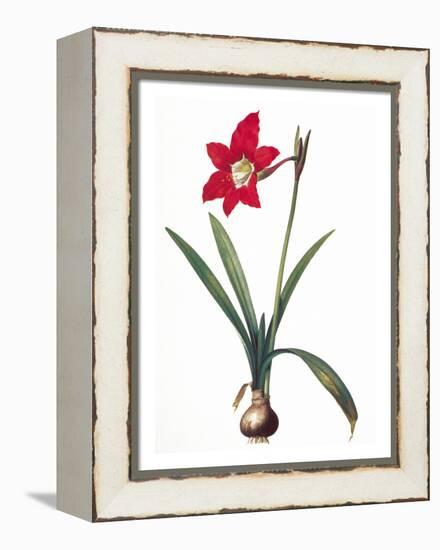 Botany: Lily-Pierre-Joseph Redouté-Framed Premier Image Canvas