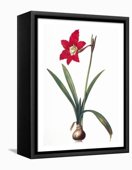 Botany: Lily-Pierre-Joseph Redouté-Framed Premier Image Canvas