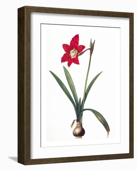 Botany: Lily-Pierre-Joseph Redouté-Framed Giclee Print