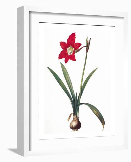 Botany: Lily-Pierre-Joseph Redouté-Framed Giclee Print