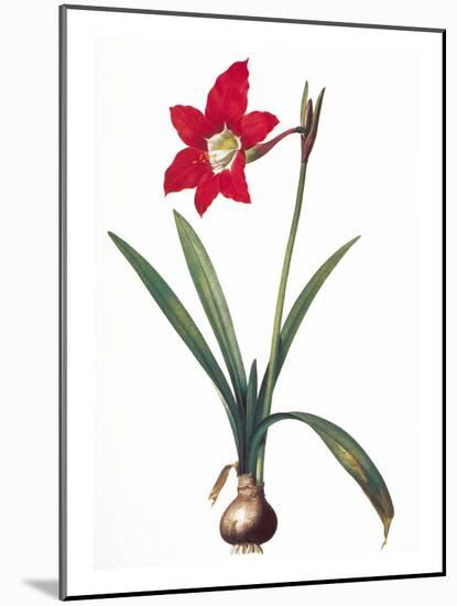 Botany: Lily-Pierre-Joseph Redouté-Mounted Giclee Print