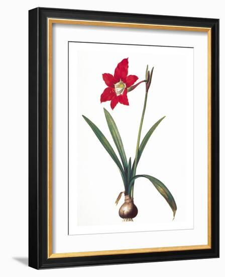 Botany: Lily-Pierre-Joseph Redouté-Framed Giclee Print