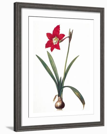 Botany: Lily-Pierre-Joseph Redouté-Framed Giclee Print